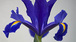 Dutch Iris